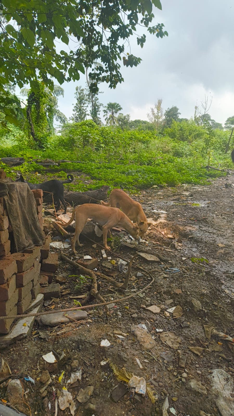 Real dog fed by DOGSPIRIT community - Live impact proof