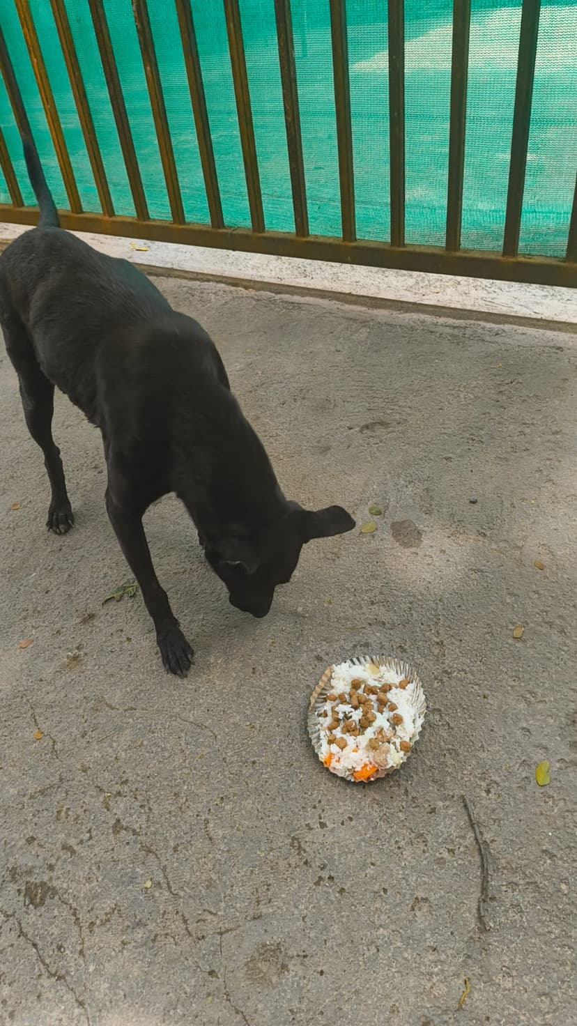 Community dog care - Real impact from DOGSPIRIT community